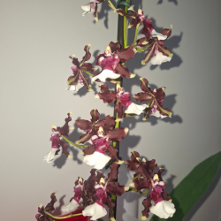 Oncidium Aka Baby pote 12